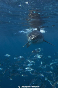 Great White by Christine Hamilton 